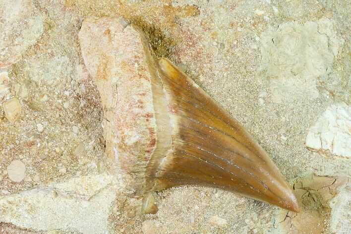 Otodus Shark Tooth Fossil in Rock - Eocene #135840